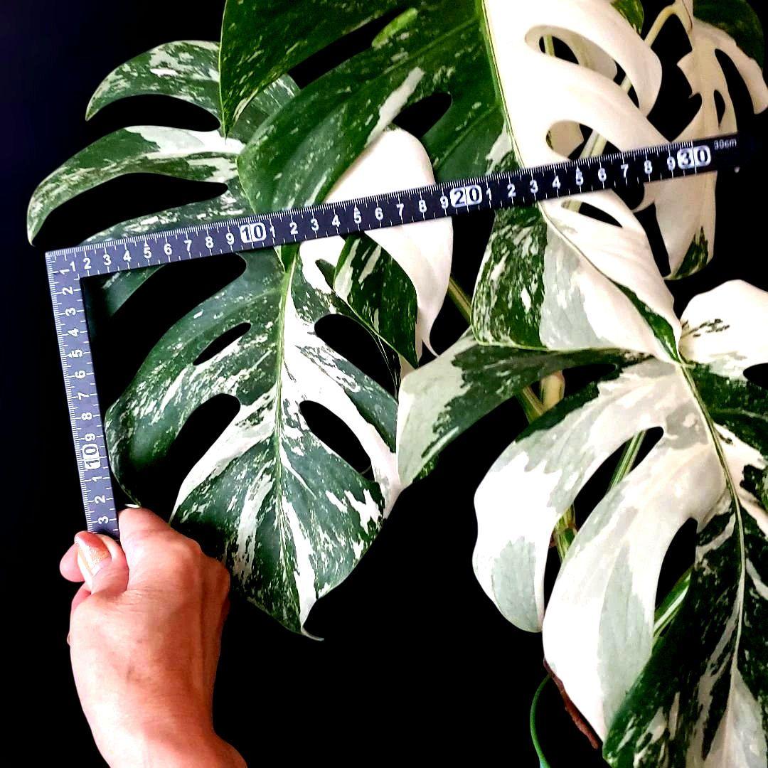 最高級大株　斑入りモンステラ　ボルシギアナ　ホワイトタイガー　ハーフムーン美株