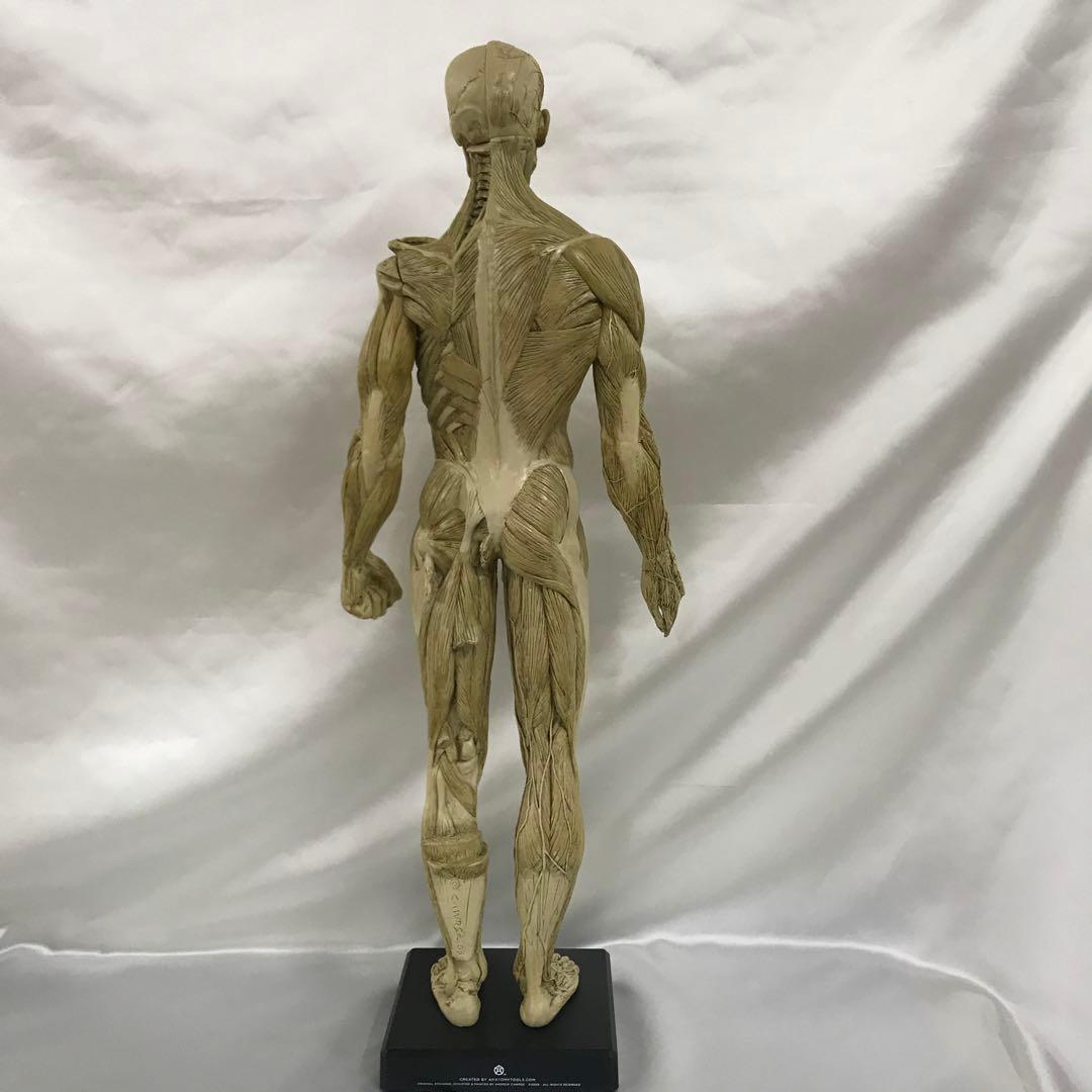 ANATOMY・MALE 1/3 人体模型