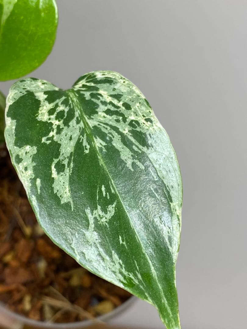 六*ん様 ②【将来有望株‼️】モンステラ　デリシオーサ　バルバソー　フシギダネ/