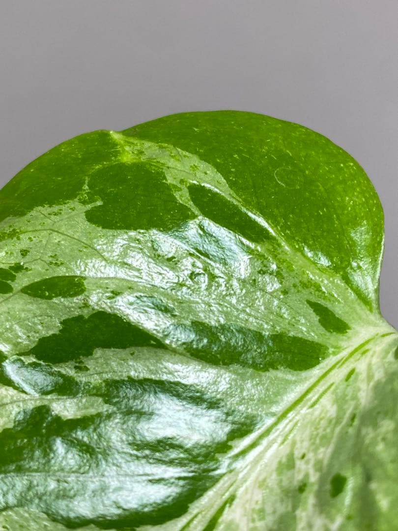 六*ん様 ②【将来有望株‼️】モンステラ　デリシオーサ　バルバソー　フシギダネ/