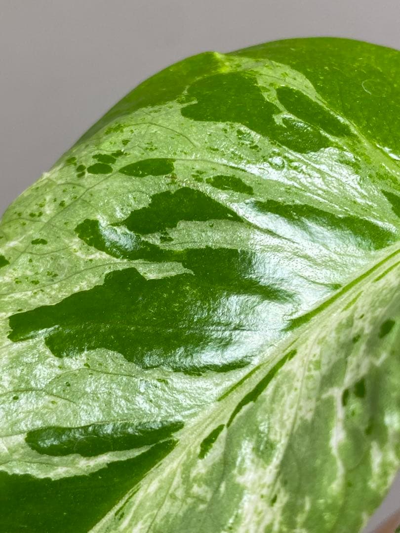 六*ん様 ②【将来有望株‼️】モンステラ　デリシオーサ　バルバソー　フシギダネ/