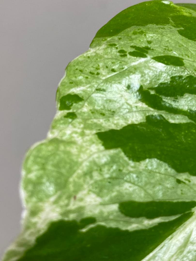 六*ん様 ②【将来有望株‼️】モンステラ　デリシオーサ　バルバソー　フシギダネ/