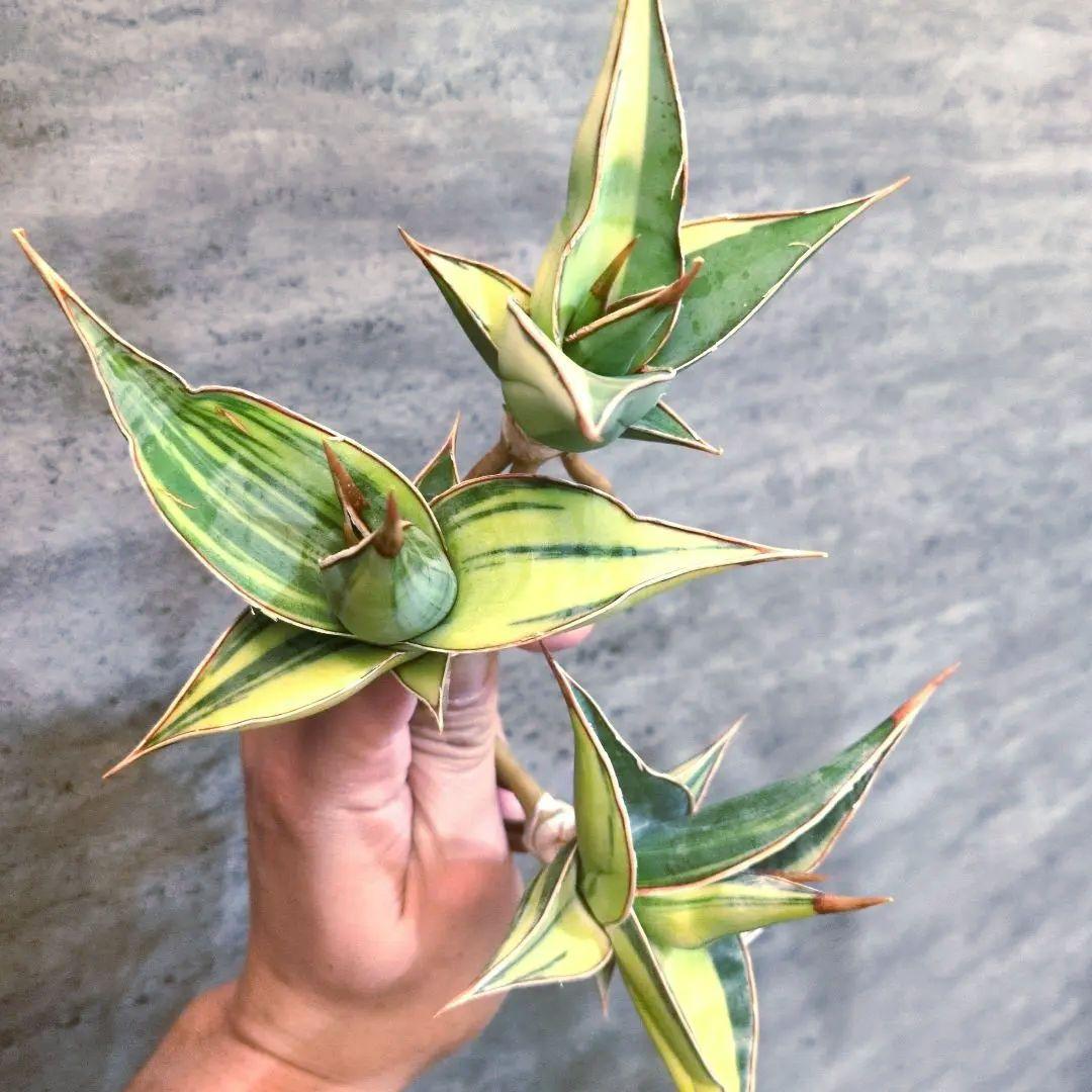 パ*ペ様 サンスベリア　ピングイキュラ　斑入り　3株セット　極上輸入株　ロリダ