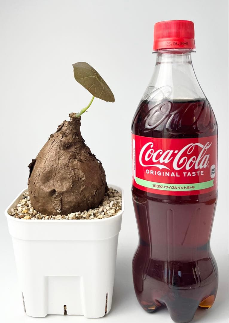 Nasu ステファニア カウィーサキー 鉢植え A-16