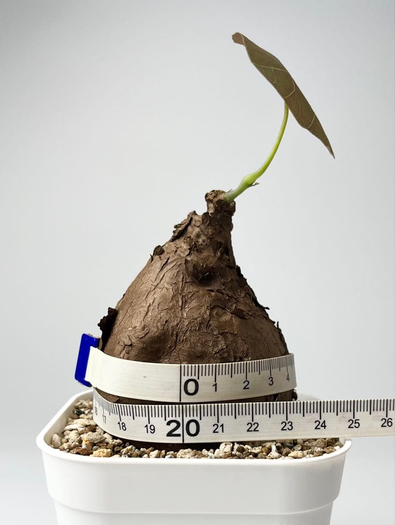 Nasu ステファニア カウィーサキー 鉢植え A-16