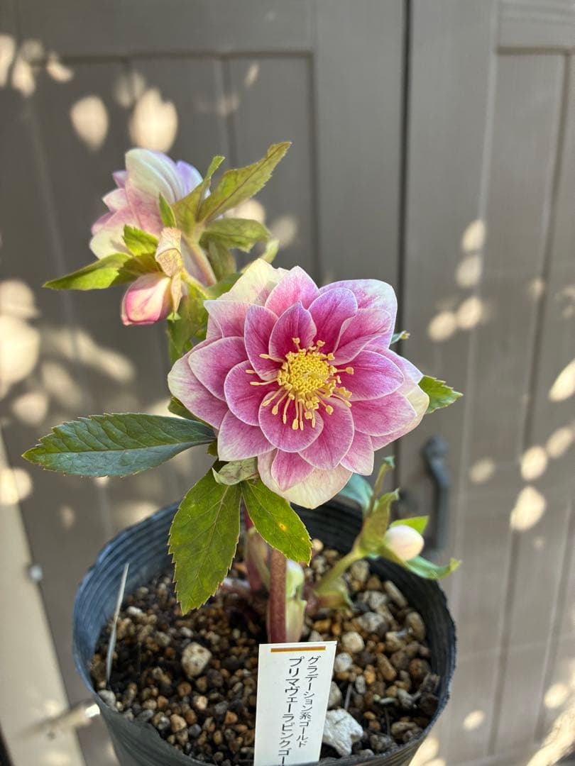 ♡認定♡プリマヴェーラピンクゴールド　開花中