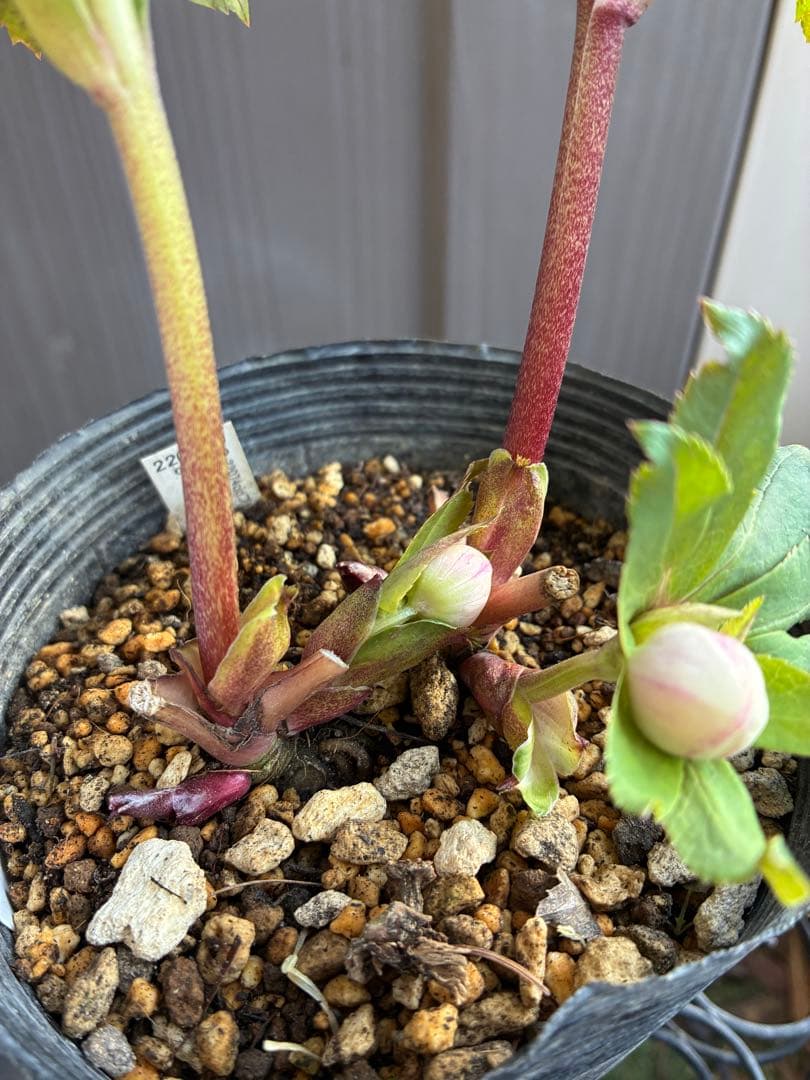 ♡認定♡プリマヴェーラピンクゴールド　開花中