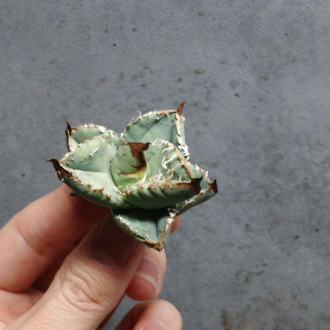 m_gear　発根管理込み　オテロイ　冰雹　ヒョウ　看板株　大きめ　青い