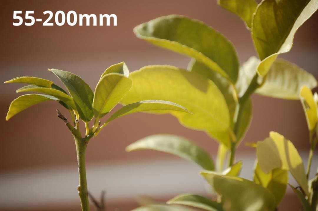 【新品級】Nikon D40x ダブルレンズセット　デジタル一眼レフ スマホ転送