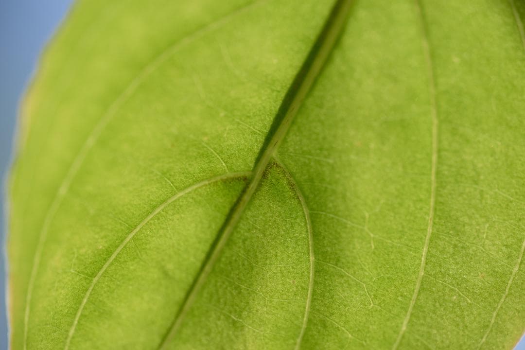 レンズ(単焦点) TAMRON AF 90mm F2.8 MACRO SP Di 272E