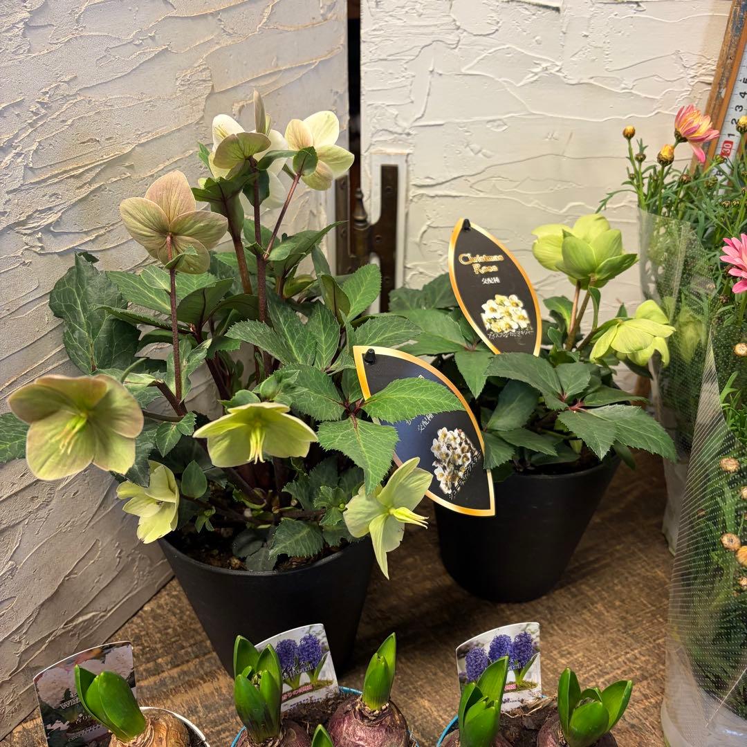 【専用商品】　ガーデニング　リクエストアソート　ヒヤシンス　クリスマスローズ