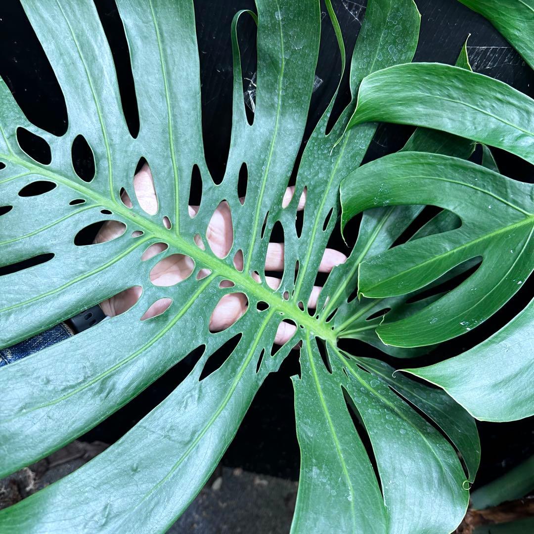 d*a様 モンステラデリシオーサマクロコズム超希少系統鉢植え84㎝