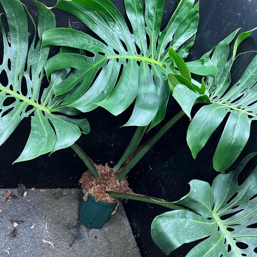 d*a様 モンステラデリシオーサマクロコズム超希少系統鉢植え84㎝