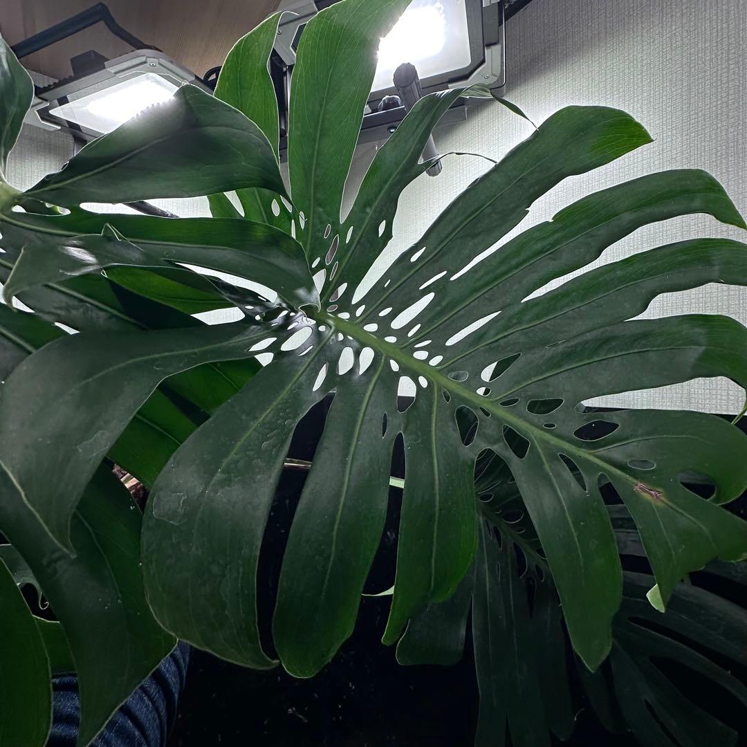 d*a様 モンステラデリシオーサマクロコズム超希少系統鉢植え84㎝
