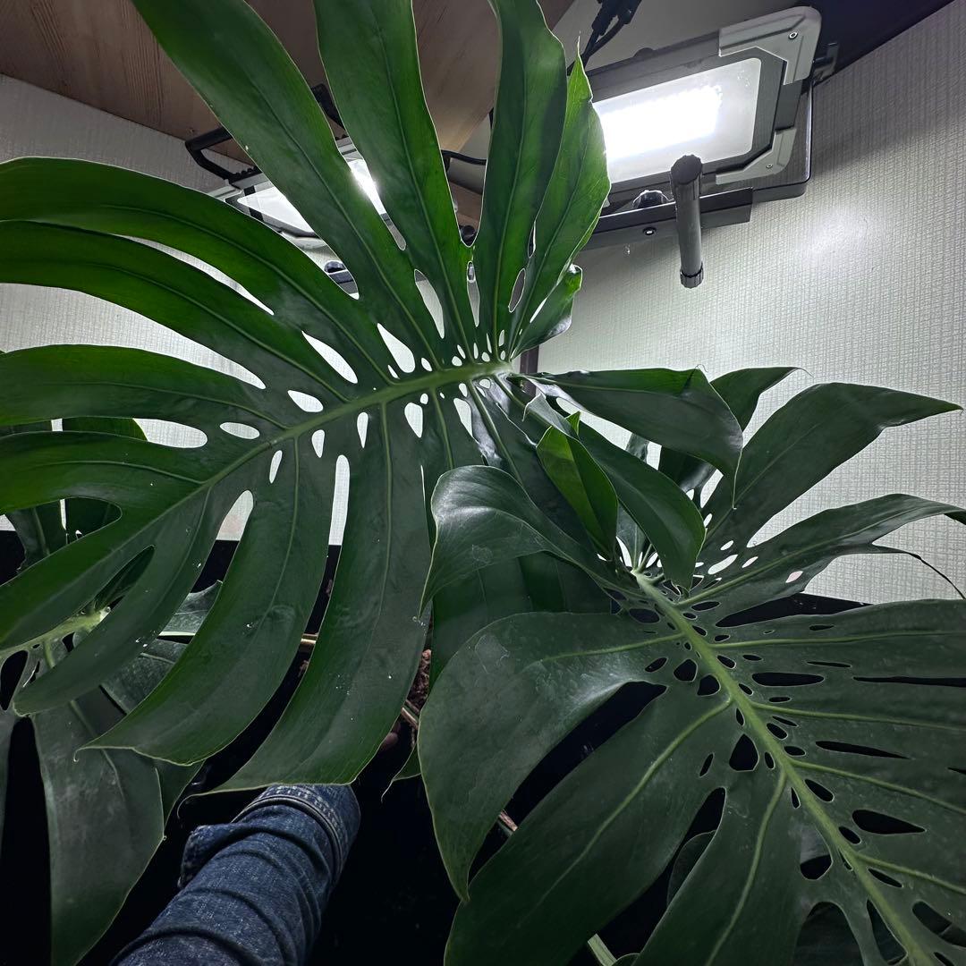 d*a様 モンステラデリシオーサマクロコズム超希少系統鉢植え84㎝