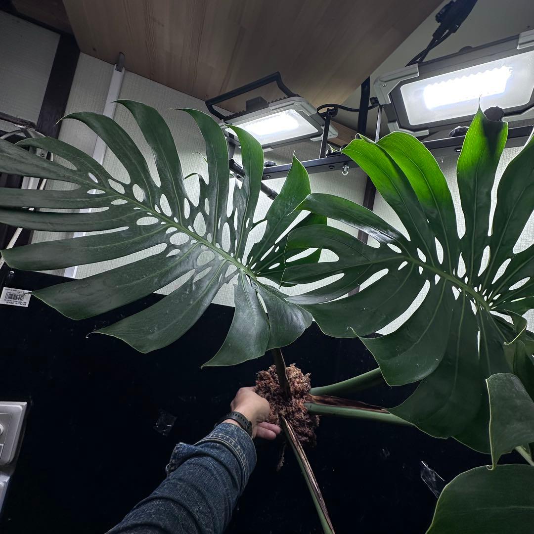 d*a様 モンステラデリシオーサマクロコズム超希少系統鉢植え84㎝