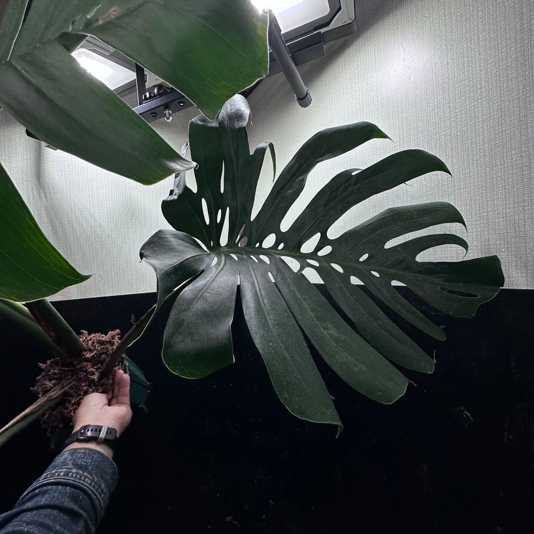 d*a様 モンステラデリシオーサマクロコズム超希少系統鉢植え84㎝