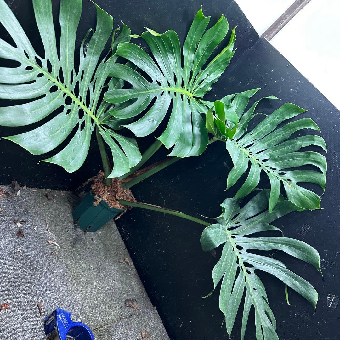 d*a様 モンステラデリシオーサマクロコズム超希少系統鉢植え84㎝