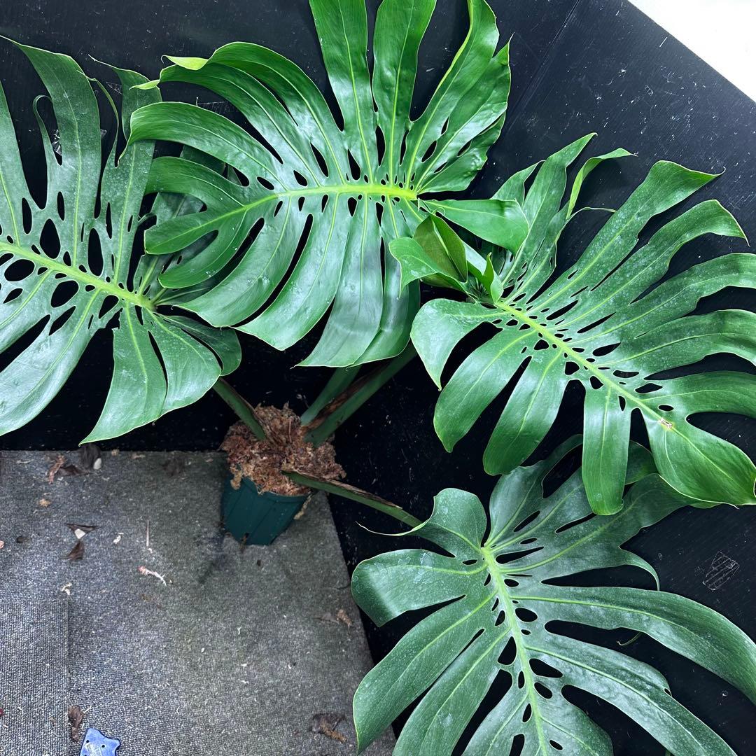 d*a様 モンステラデリシオーサマクロコズム超希少系統鉢植え84㎝