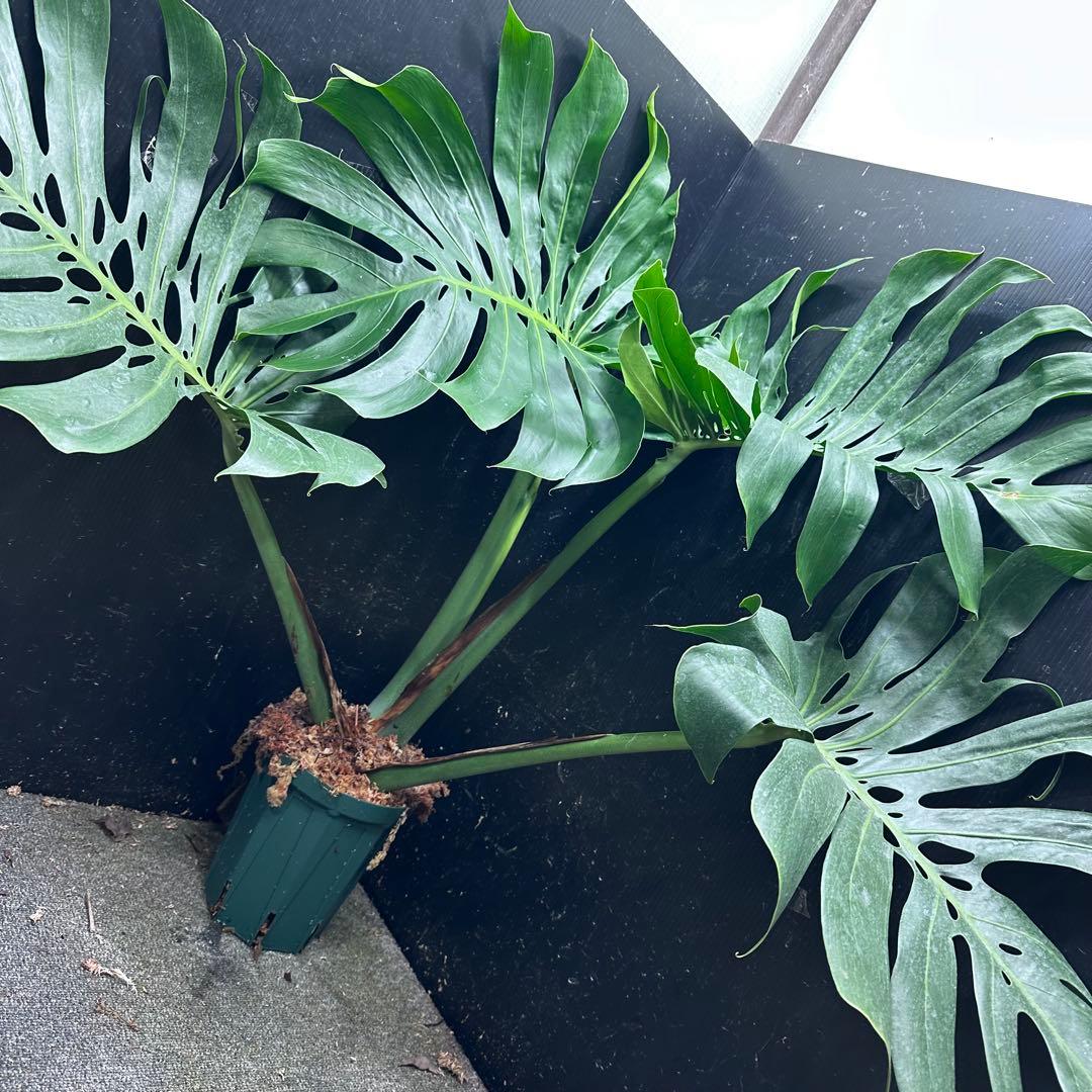 d*a様 モンステラデリシオーサマクロコズム超希少系統鉢植え84㎝