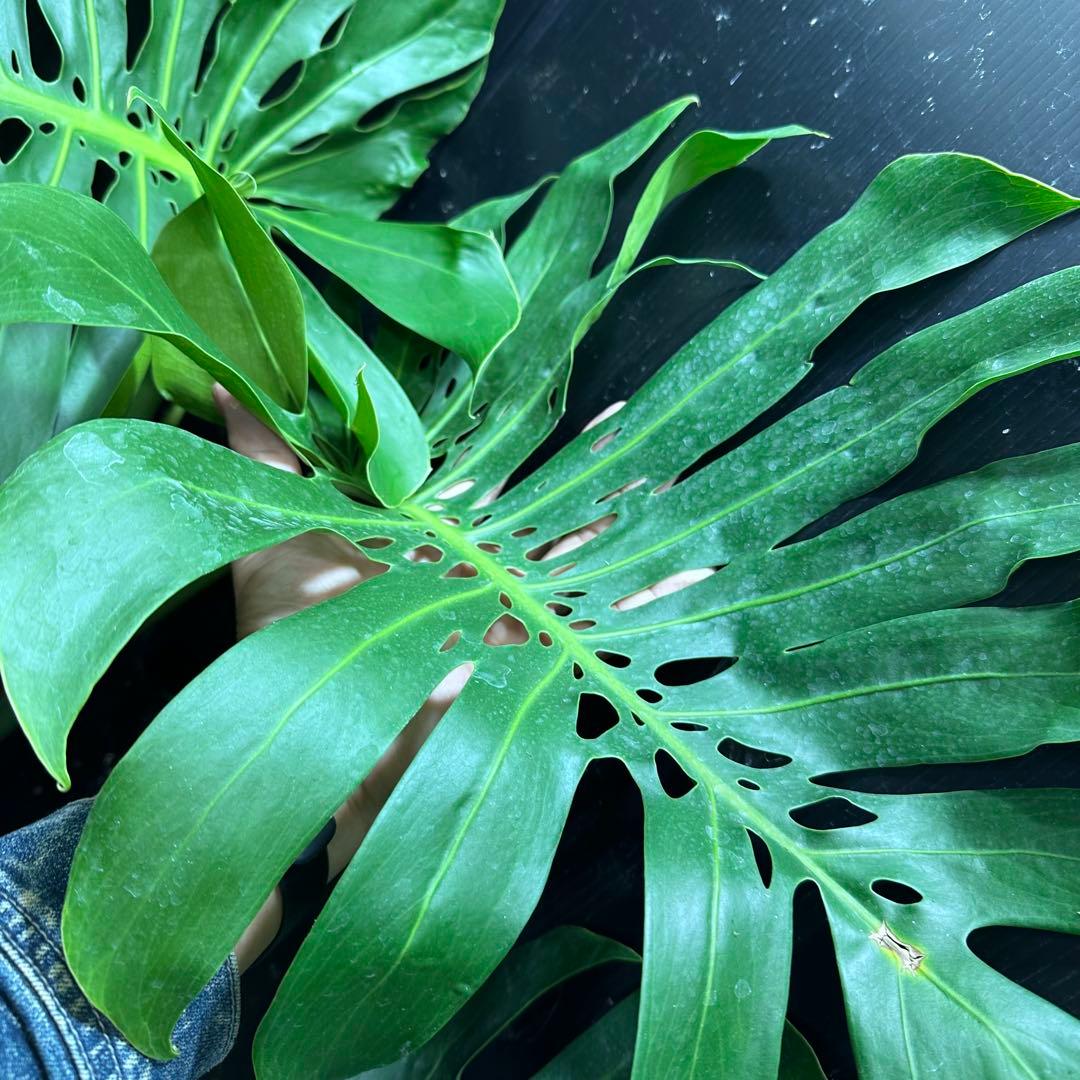 d*a様 モンステラデリシオーサマクロコズム超希少系統鉢植え84㎝