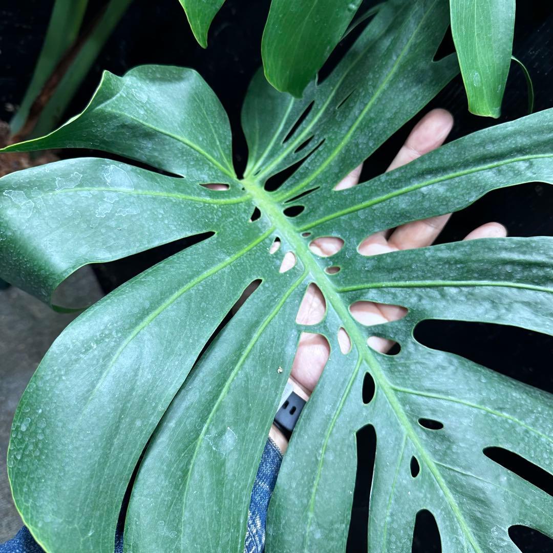d*a様 モンステラデリシオーサマクロコズム超希少系統鉢植え84㎝