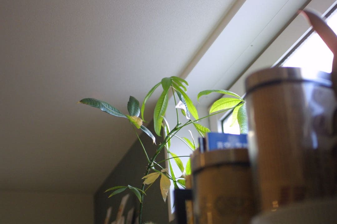 Canon EOS 30D デジタル一眼　シグマ　50ミリ　1:2.8 マクロ