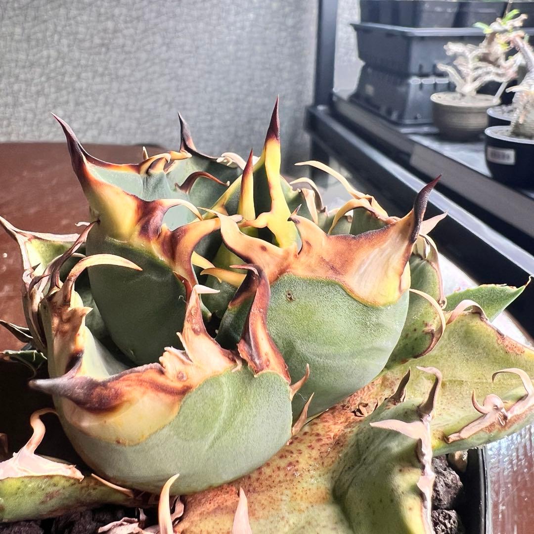 プ*ん様 一株限定！初出し　アガベ　オテロイ　選抜実生　脇目子株