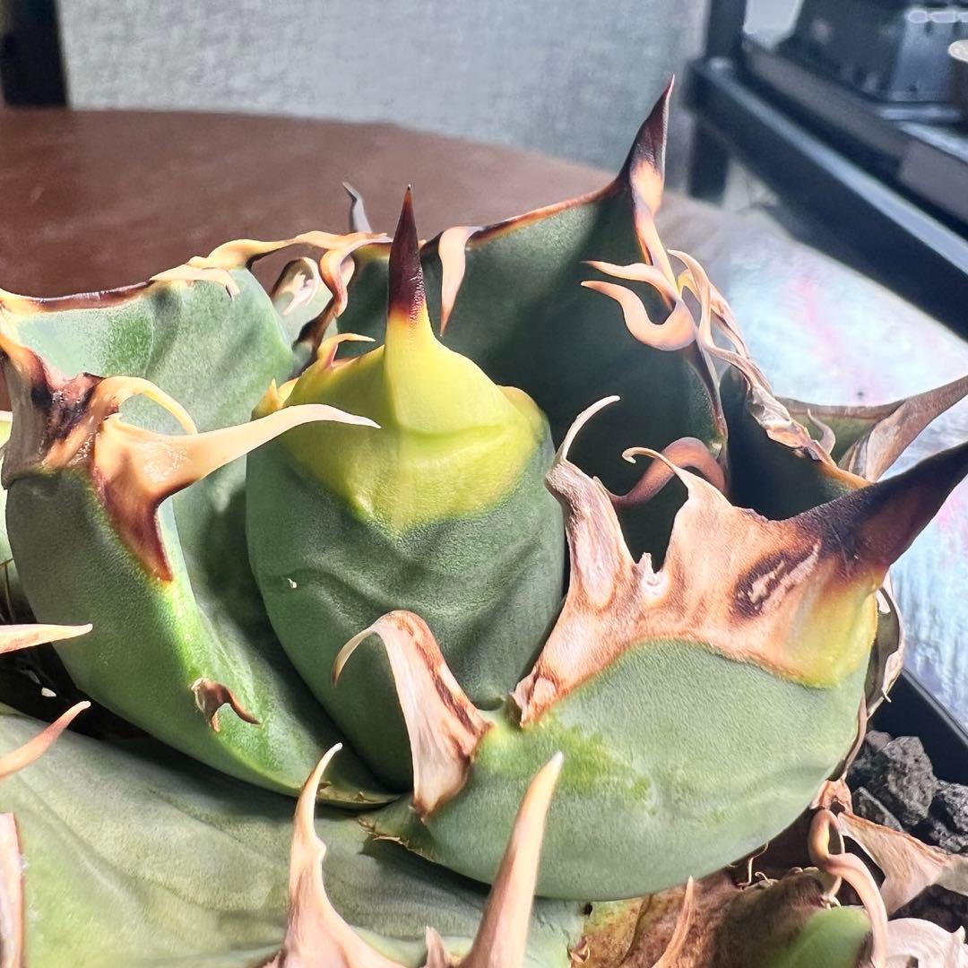 プ*ん様 一株限定！初出し　アガベ　オテロイ　選抜実生　脇目子株