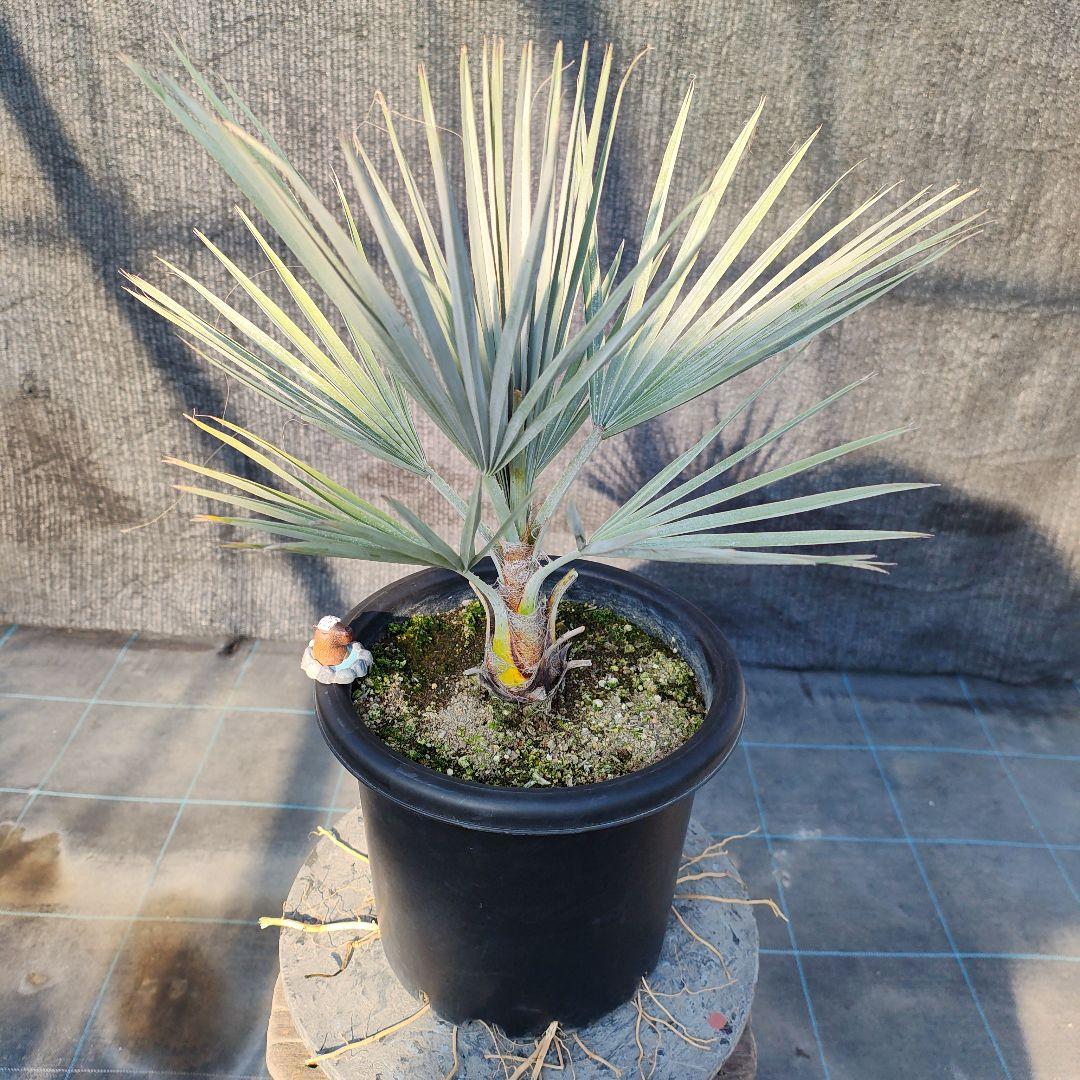 ブラヘア　アルマータ