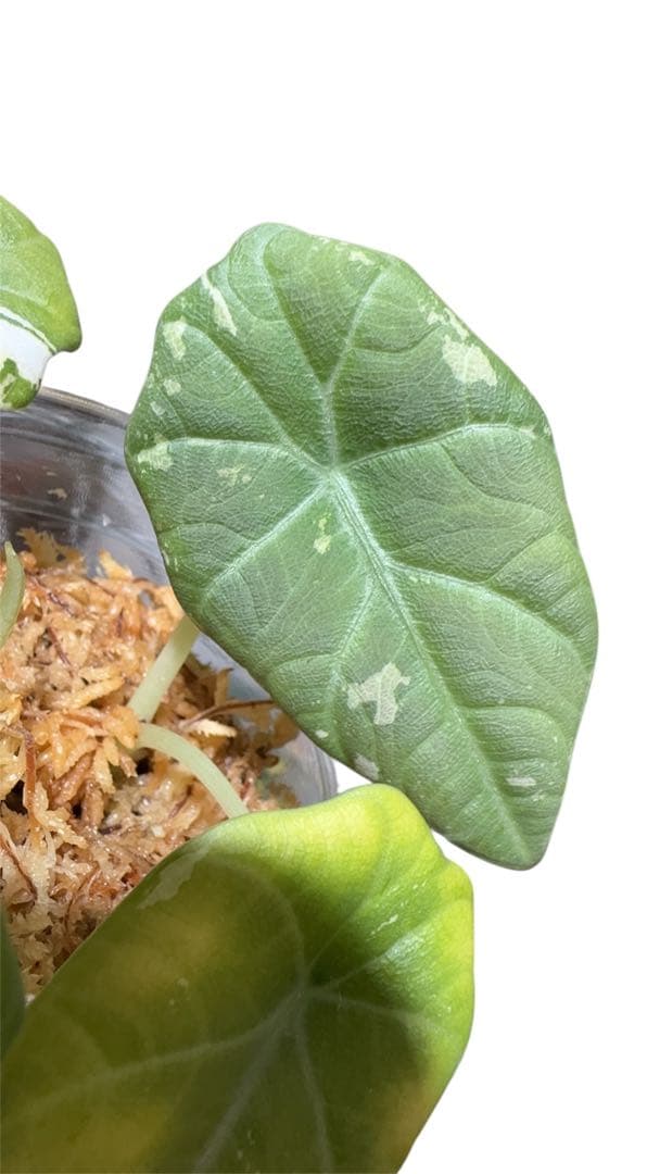 更新　アロカシア　マハラニアルボ　 2株入り 親株写真あり