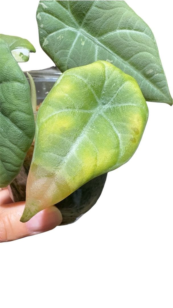 更新　アロカシア　マハラニアルボ　 2株入り 親株写真あり