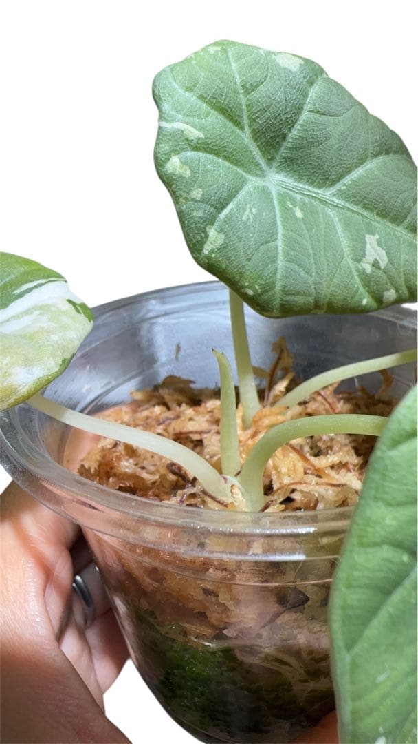 更新　アロカシア　マハラニアルボ　 2株入り 親株写真あり