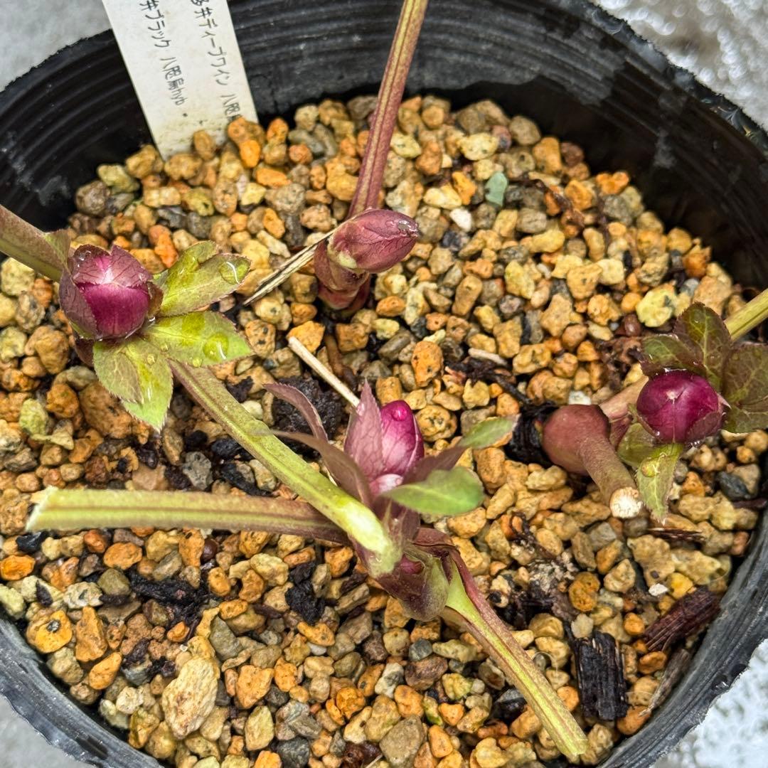 ヒ*イ様 八咫烏交配/加藤農園