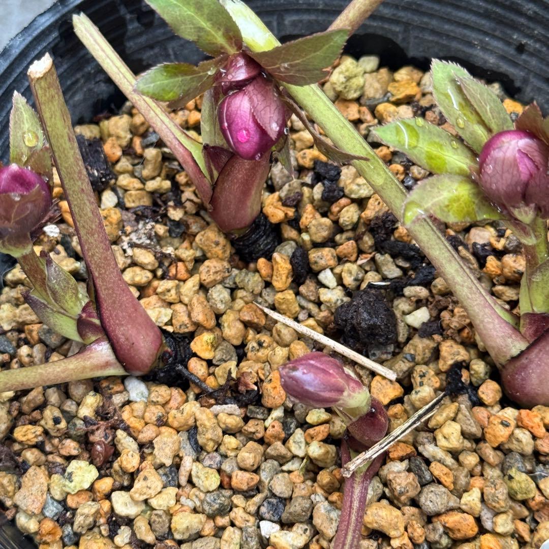 ヒ*イ様 八咫烏交配/加藤農園