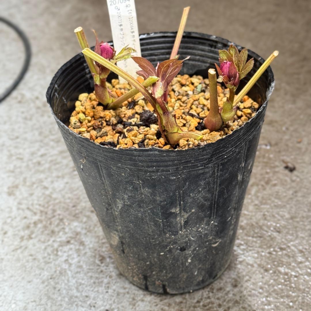 ヒ*イ様 八咫烏交配/加藤農園