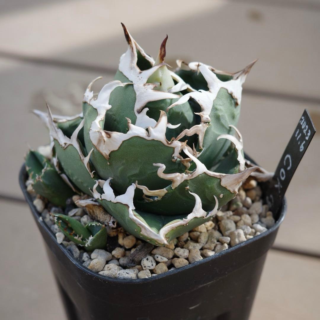 未根済 子株② アガベ COK コック cok-cg01 追星 検）大白鯊 悪魔