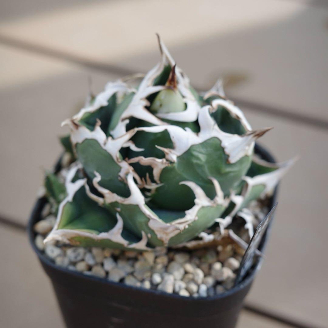 未根済 子株② アガベ COK コック cok-cg01 追星 検）大白鯊 悪魔