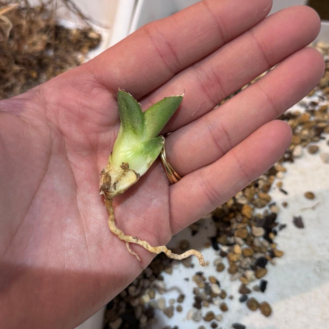 未根済 子株② アガベ COK コック cok-cg01 追星 検）大白鯊 悪魔