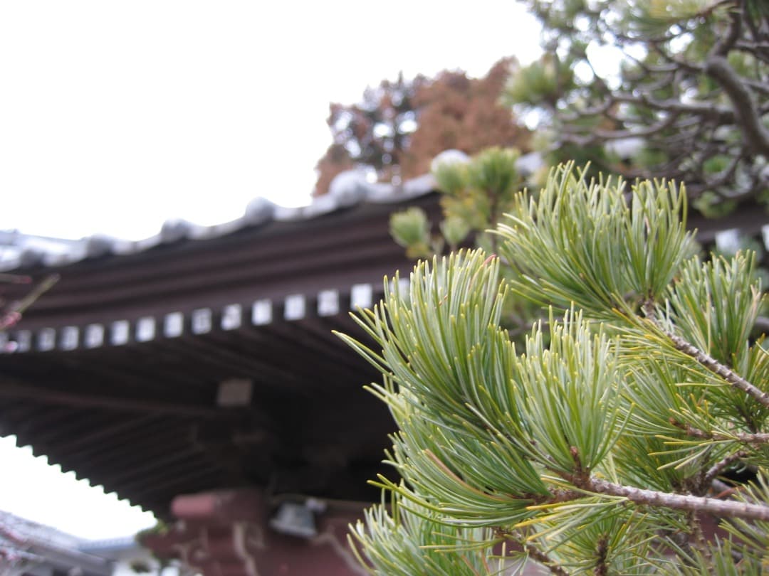 実写美⭕️【動作確認済】Canon IXY DIGITAL 10 デジカメ