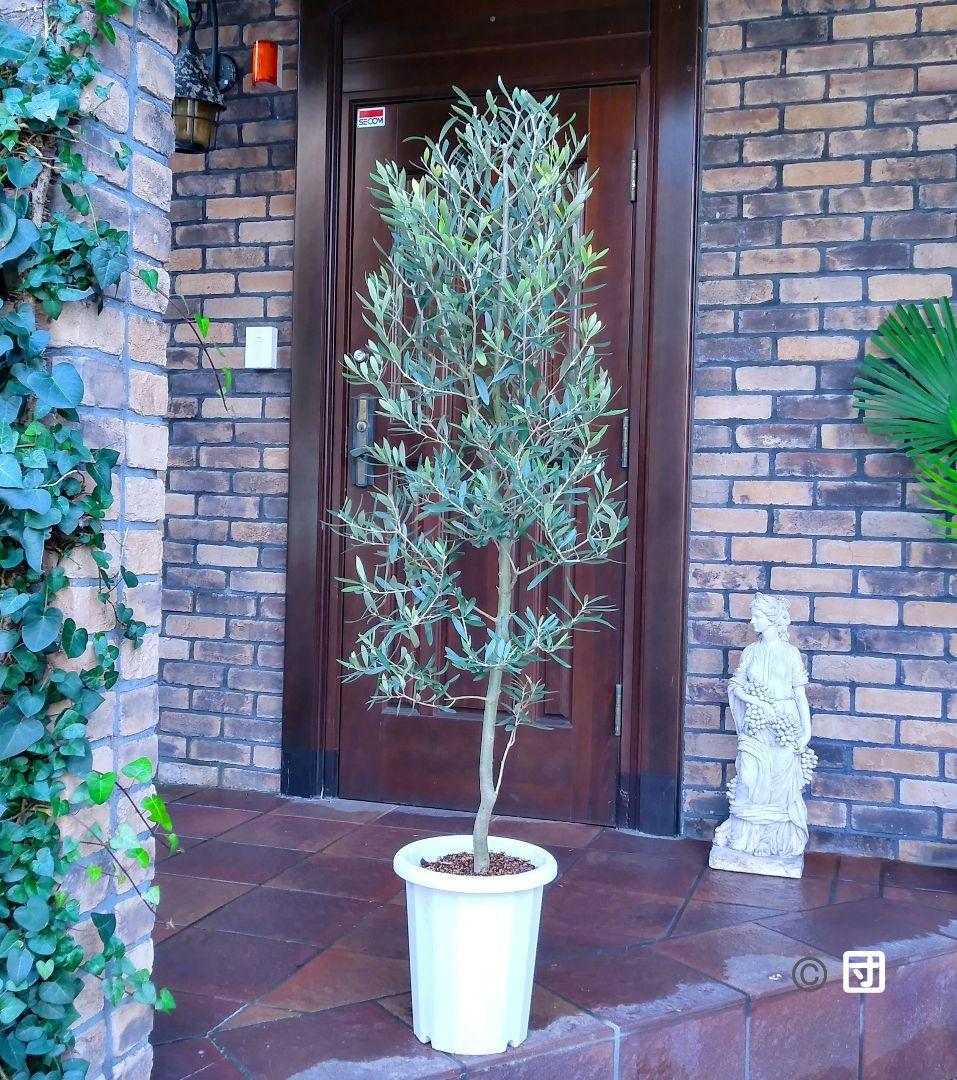 オリーブの木 シプレッシーノ 150cm❗ 整った樹形 大型9号 植え替え済