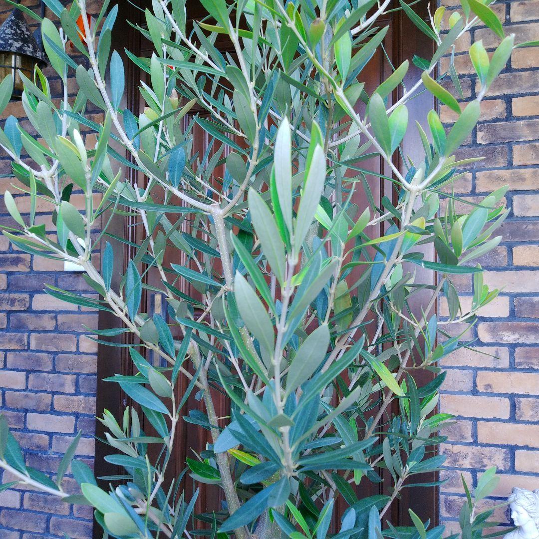 オリーブの木 シプレッシーノ 150cm❗ 整った樹形 大型9号 植え替え済