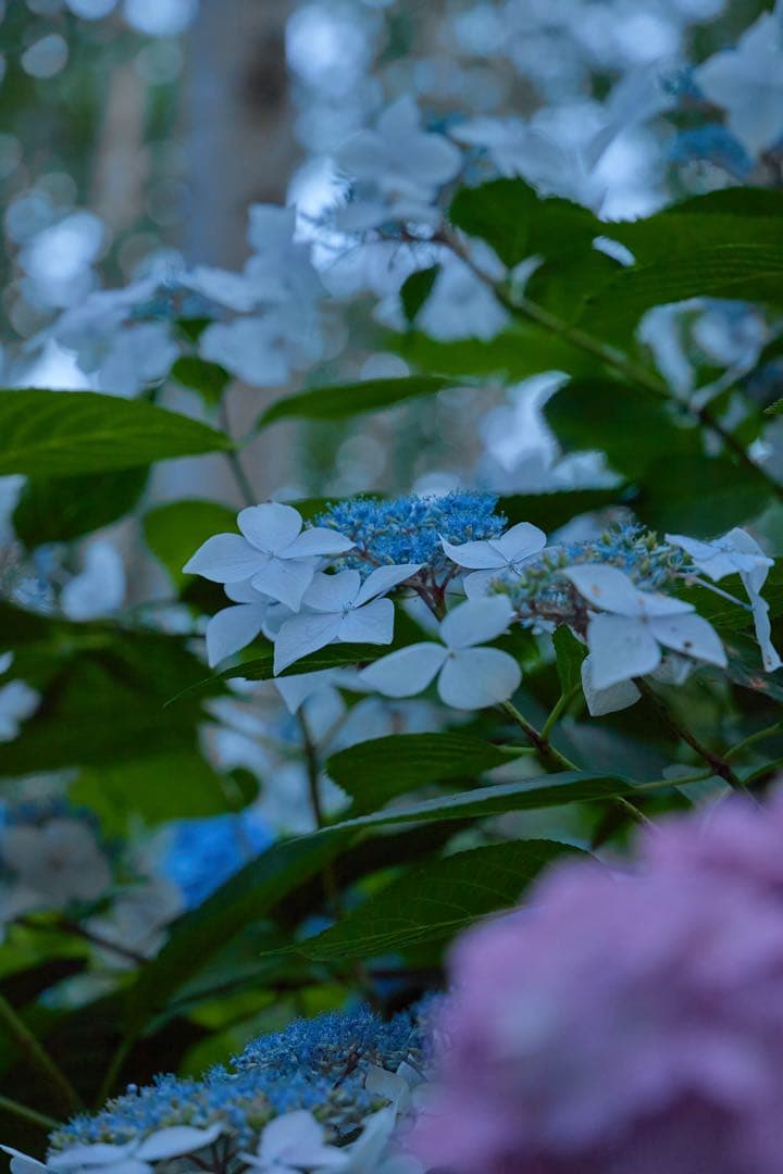 TAMRON SP 90mm F/2.8 Di MACRO レンズ