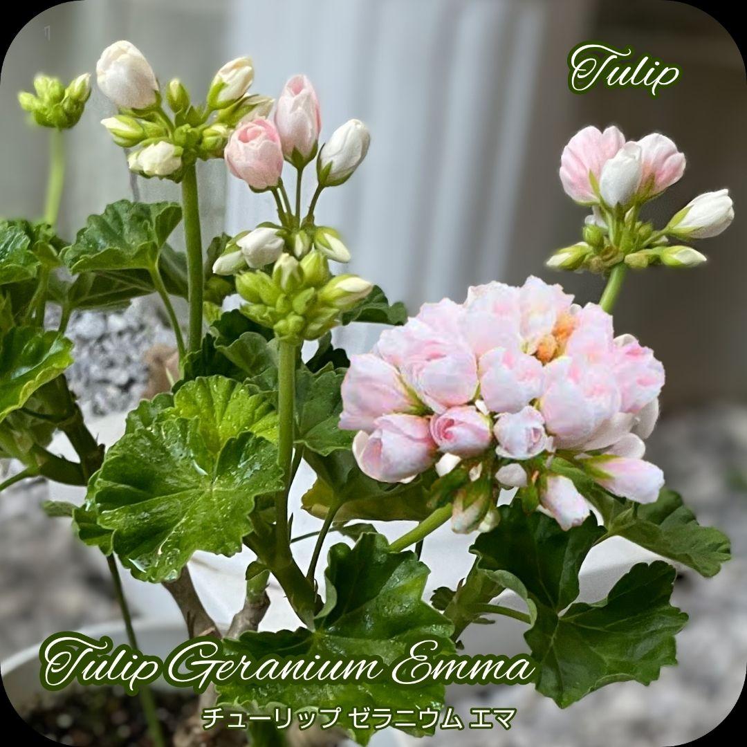 香香 様 ゼラニウム苗 ３品種