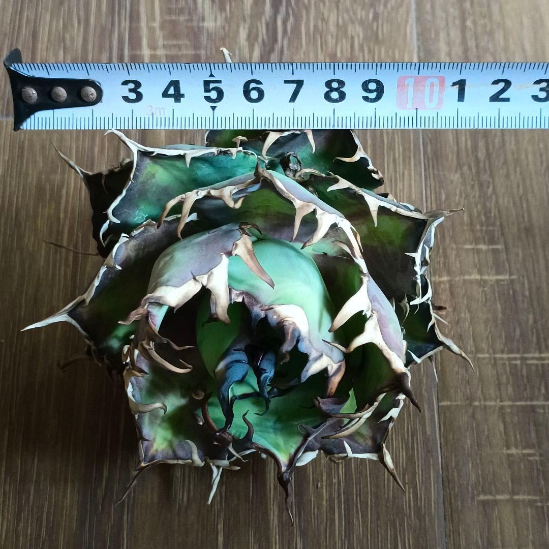 A299 特選アガベ チタノタ Hadesハデス恐竜牙歯陽炎狂棘 極上大株