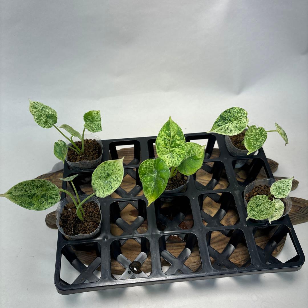 壱*）様 5株セットms122アロカシア・ドラゴンスケール・ミント・バリエガータ