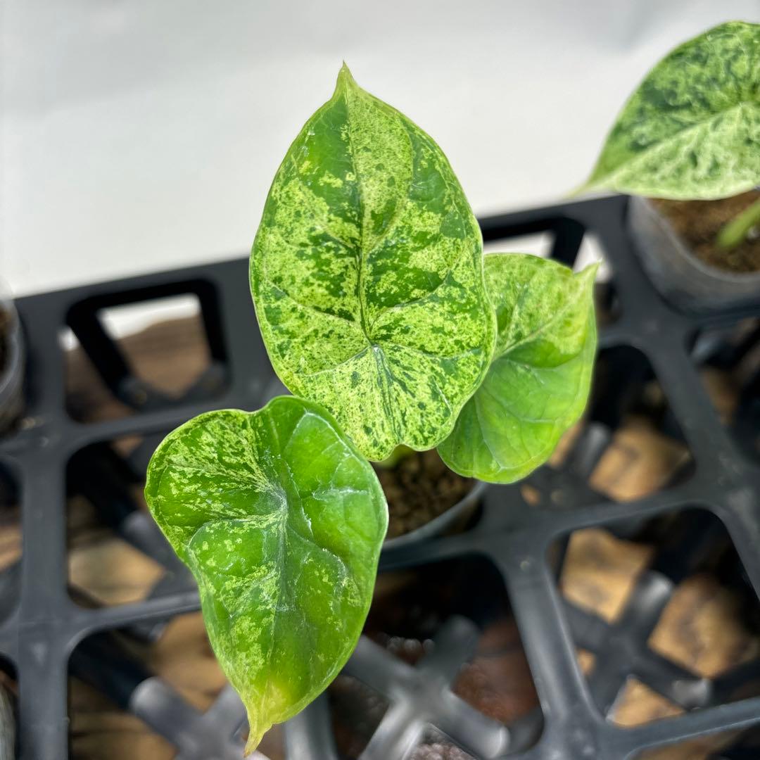 壱*）様 5株セットms122アロカシア・ドラゴンスケール・ミント・バリエガータ