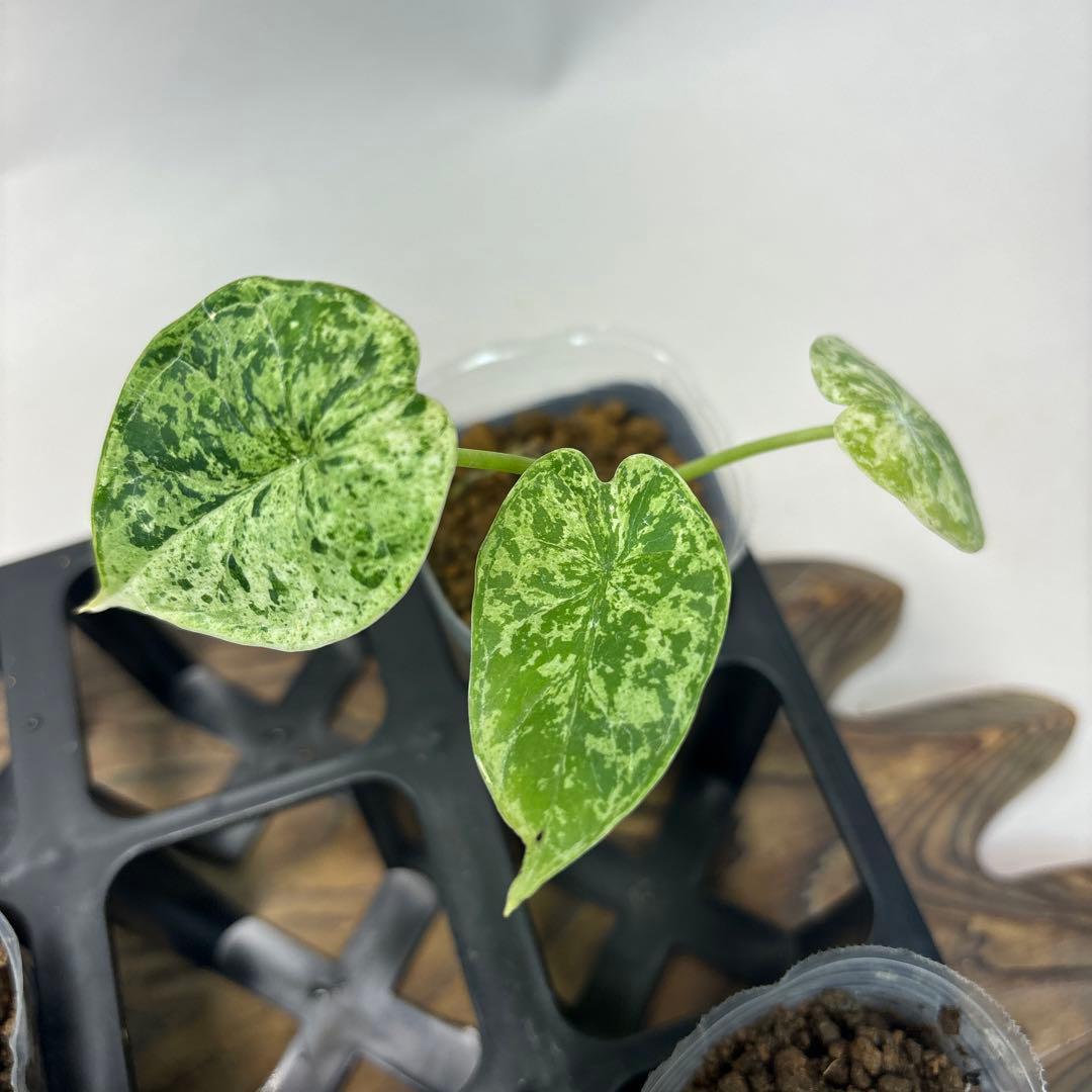 壱*）様 5株セットms122アロカシア・ドラゴンスケール・ミント・バリエガータ