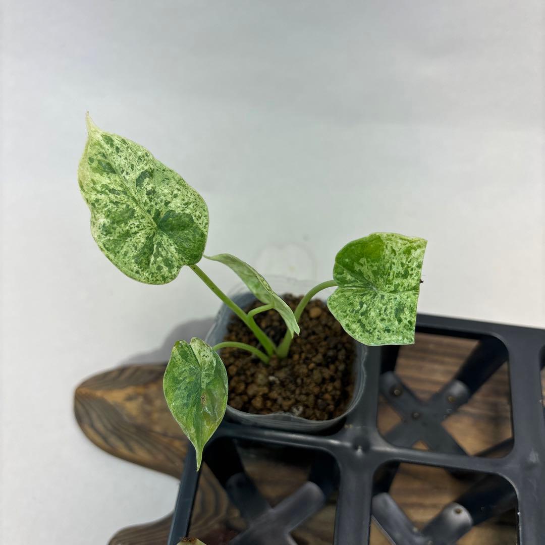 壱*）様 5株セットms122アロカシア・ドラゴンスケール・ミント・バリエガータ