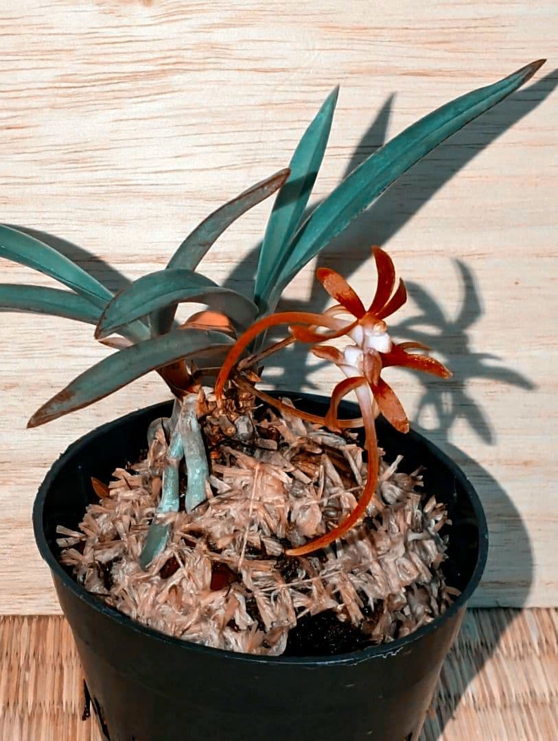 伊予だぬき様 リクエスト 2点 まとめ商品